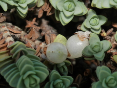 Pimelea carnosa