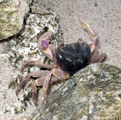 Geograpsus grayi
