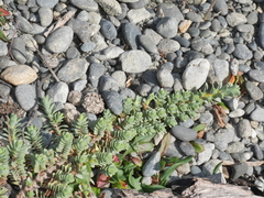 Pimelea carnosa
