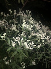 Eupatorium serotinum