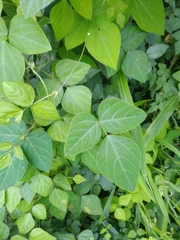 Amphicarpaea edgeworthii