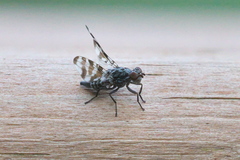Pseudotephritis vau