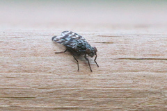 Pseudotephritis vau