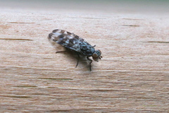 Pseudotephritis vau