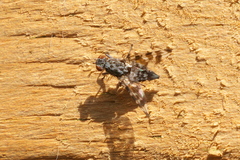 Pseudotephritis vau