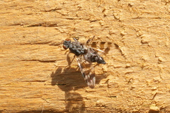 Pseudotephritis vau