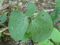 Asarum canadense