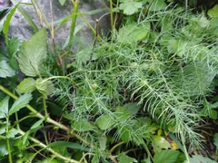 Asparagus trichophyllus