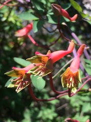 Tropaeolum pentaphyllum
