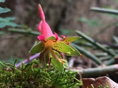 Tropaeolum pentaphyllum