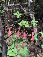 Tropaeolum pentaphyllum