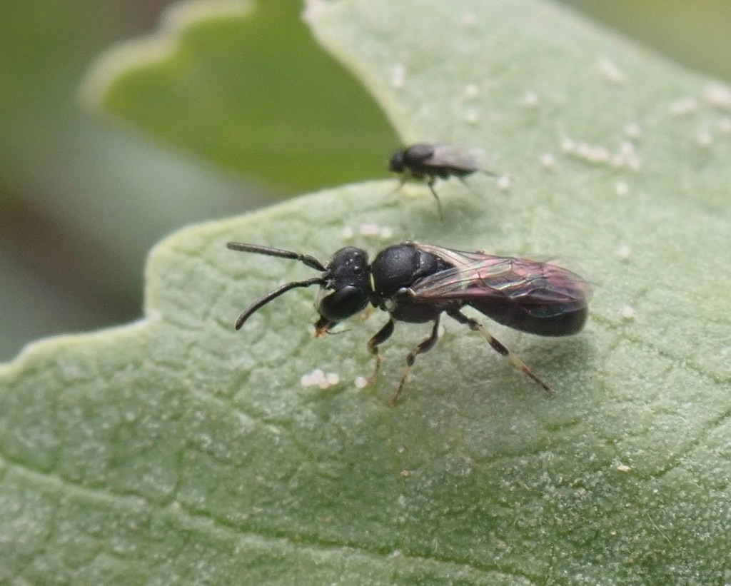 Buckwheat Masked Bee