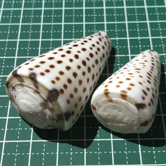Conus leopardus