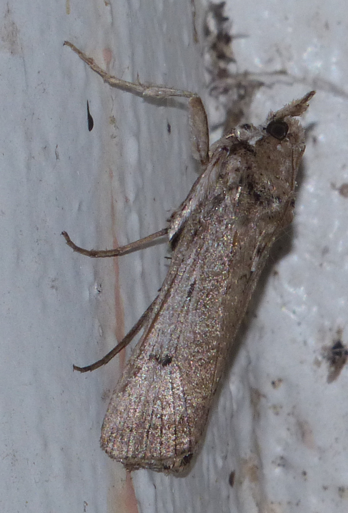 Melitara junctolineella