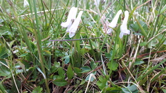 Corydalis pauciflora