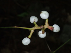 Actaea pachypoda pachypoda