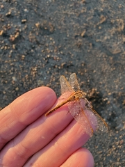 Sympetrum costiferum