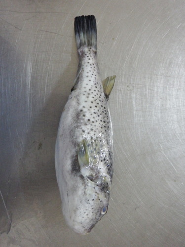 Sphoeroides kendalli