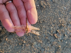 Sympetrum costiferum