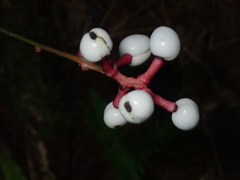 Actaea pachypoda pachypoda