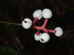 Actaea pachypoda pachypoda