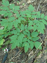Actaea pachypoda pachypoda