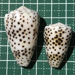Conus pulicarius
