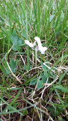 Corydalis pauciflora