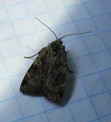 Cryptocala acadiensis