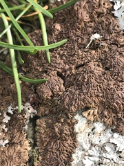 Anaptychia runcinata