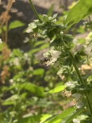 Megachile