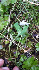 Corydalis pauciflora