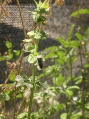 Megachile