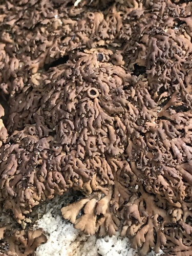 Anaptychia runcinata