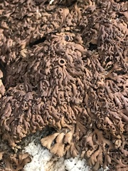 Anaptychia runcinata