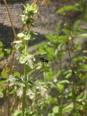 Megachile