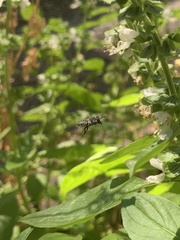 Megachile
