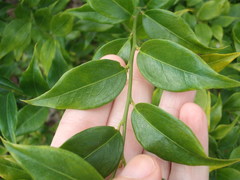 Sarcococca ruscifolia