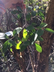 Citharexylum montevidense