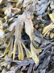 Fucus ceranoides