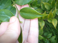 Sarcococca ruscifolia