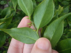 Sarcococca ruscifolia
