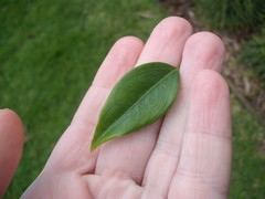 Sarcococca ruscifolia