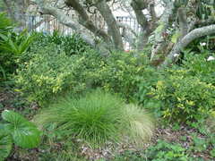 Sarcococca ruscifolia