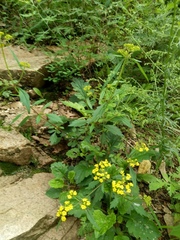 Patrinia rupestris