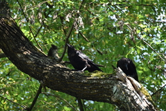 Corvus brachyrhynchos caurinus