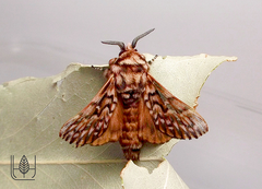 Pararguda diamphidia