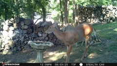Odocoileus virginianus
