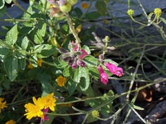 Salvia lemmonii