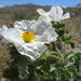 Mojave Prickly Poppy - Photo (c) Joe Decruyenaere, some rights reserved (CC BY-SA)